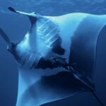 Uma manta-oceânica vista de baixo, com a barriga branca marcada de grandes manchas pretas e as fendas branquiais visíveis, um xaréu embaixo dela e a superfície no alto