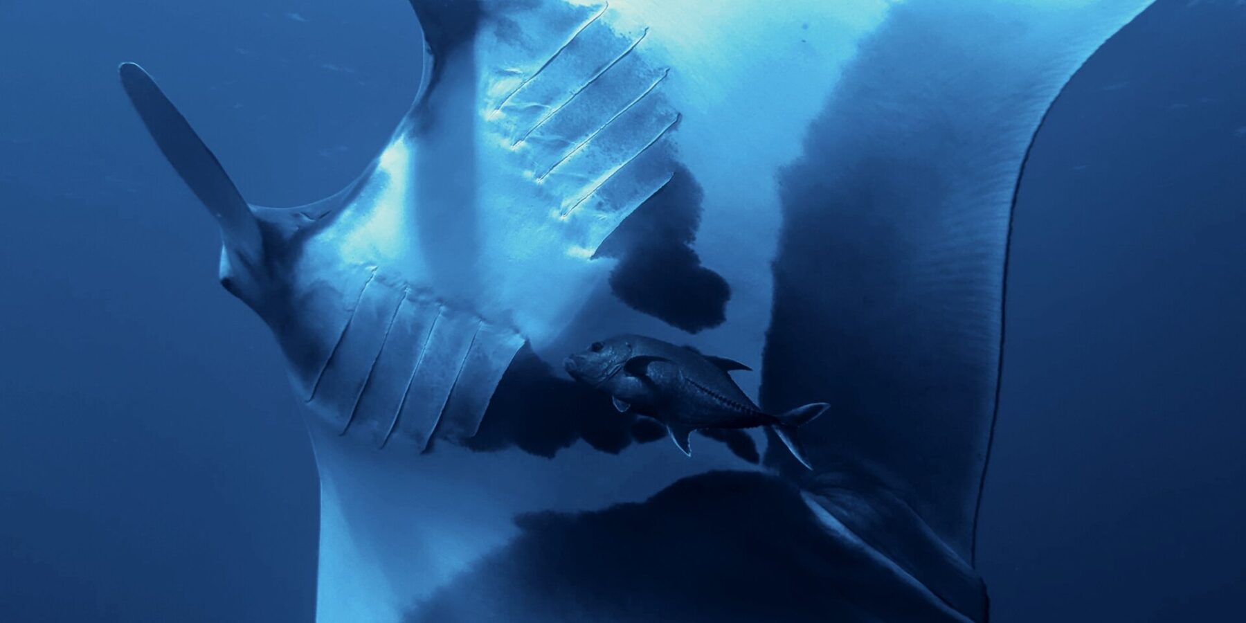Uma manta-oceânica vista de baixo, com a barriga branca marcada de grandes manchas pretas e as fendas branquiais visíveis, um xaréu embaixo dela e a superfície no alto
