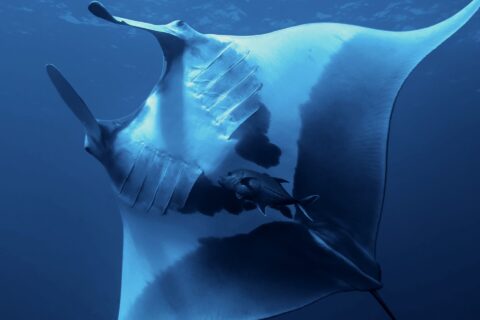 Uma manta-oceânica vista de baixo, com a barriga branca marcada de grandes manchas pretas e as fendas branquiais visíveis, um xaréu embaixo dela e a superfície no alto
