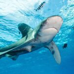 Um tubarão-galha-branca-oceânico, com as nadadeiras de bordas brancas, nada sob a superfície, cercado de peixes-piloto listrados