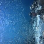 Milhares de sardinhas prateadas em cardume cerrado na água azul, contra a parede do paredão onde se destaca um coral-cérebro vermelho.