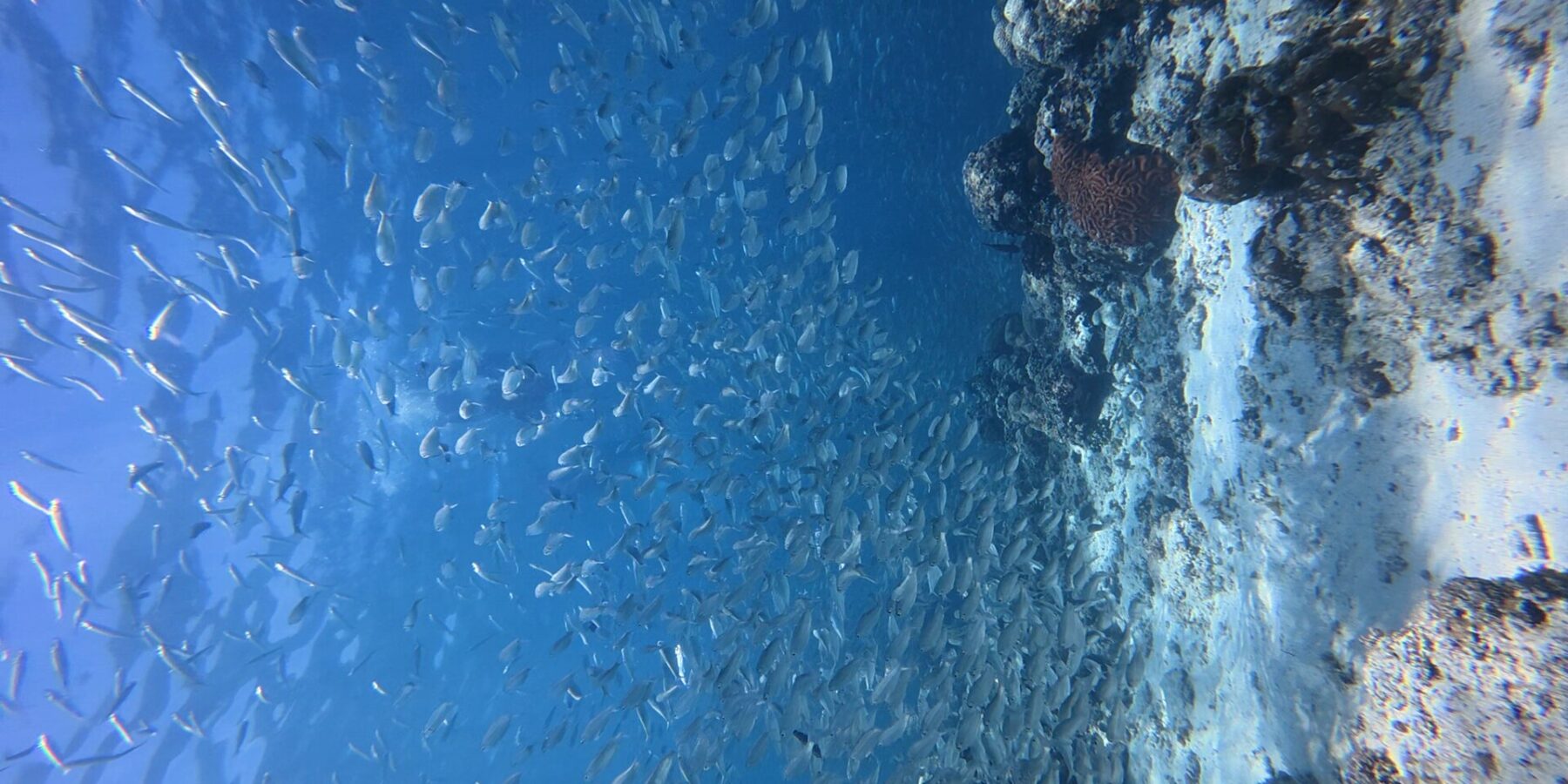 Milhares de sardinhas prateadas em cardume cerrado na água azul, contra a parede do paredão onde se destaca um coral-cérebro vermelho.