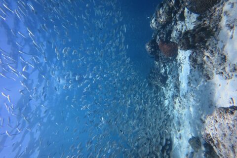 Milhares de sardinhas prateadas em cardume cerrado na água azul, contra a parede do paredão onde se destaca um coral-cérebro vermelho.