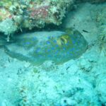 Uma raia-de-pintas-azuis pousada na areia sob uma saliência de coral, numa água turquesa