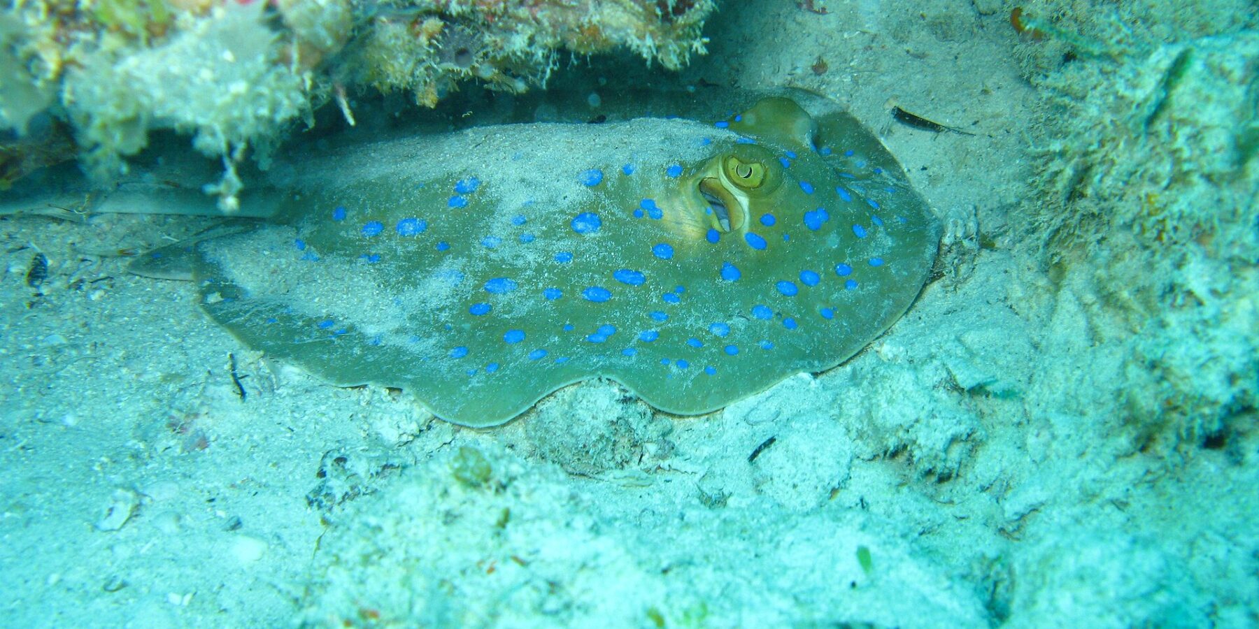 Uma raia-de-pintas-azuis pousada na areia sob uma saliência de coral, numa água turquesa