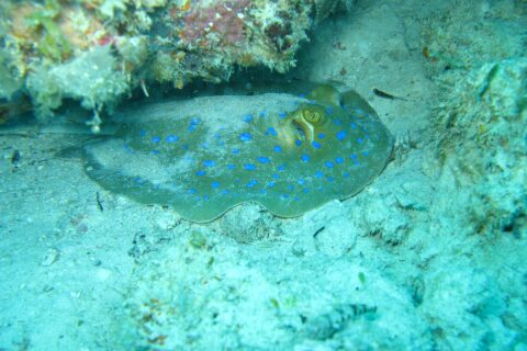 Uma raia-de-pintas-azuis pousada na areia sob uma saliência de coral, numa água turquesa