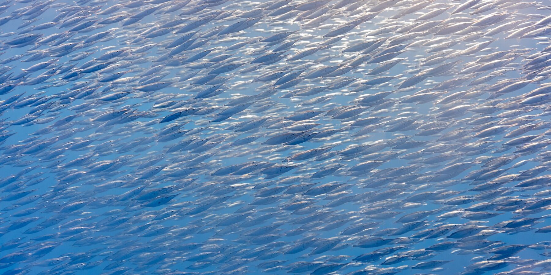 Um cardume denso de trombeteiros prateados, peixinhos de focinho longo em forma de tubo, preenche toda a imagem na diagonal, iluminado pelo sol no alto à direita numa água azul