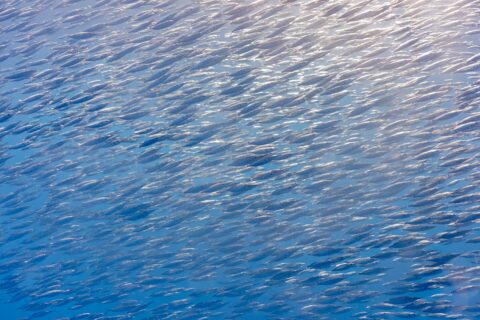 Um cardume denso de trombeteiros prateados, peixinhos de focinho longo em forma de tubo, preenche toda a imagem na diagonal, iluminado pelo sol no alto à direita numa água azul