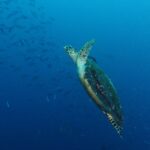Uma tartaruga marinha subindo na diagonal no azul, com as nadadeiras dianteiras erguidas e o casco escuro coberto de algas, diante de um cardume de peixes-fuzileiros à esquerda.