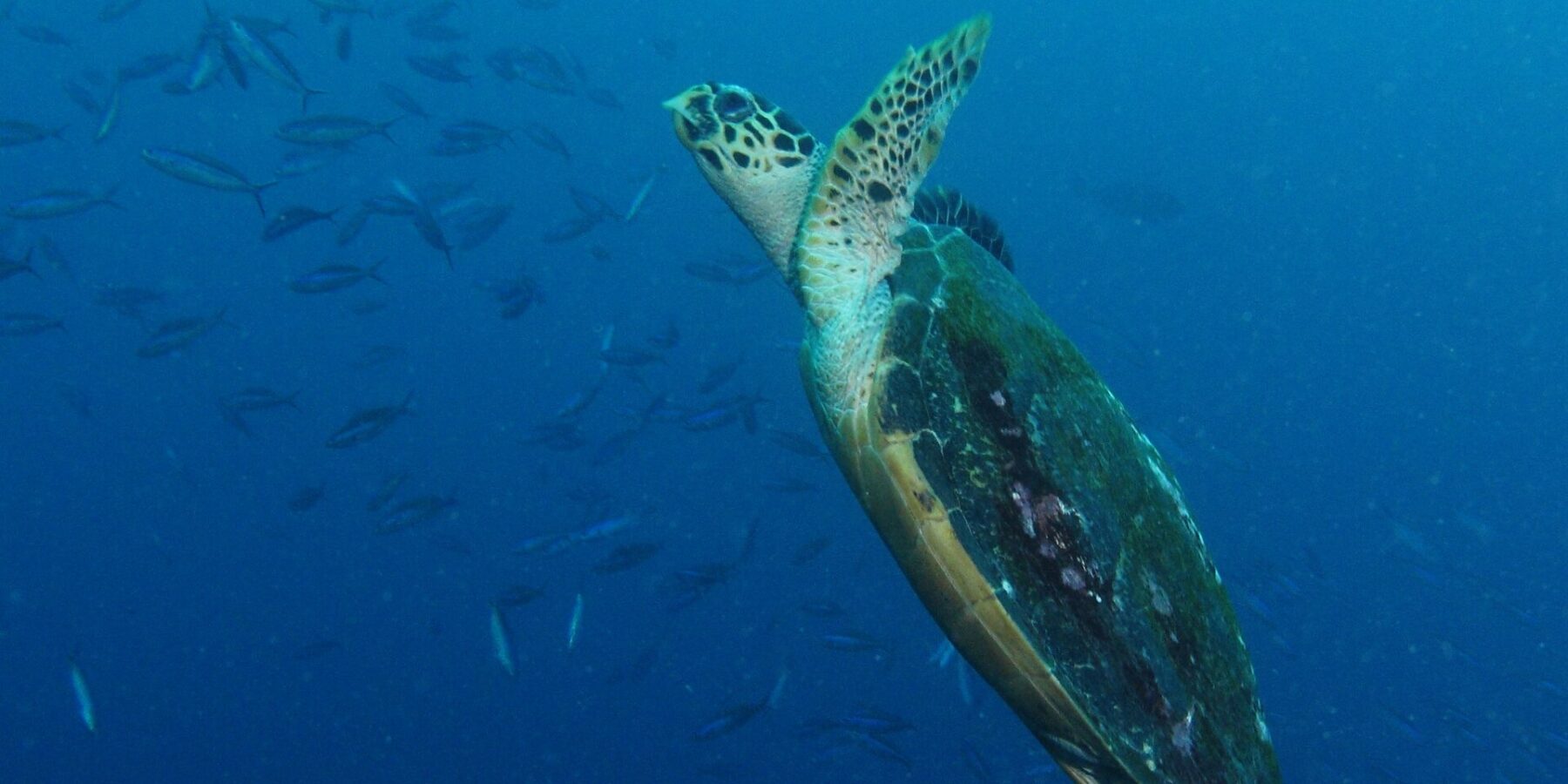 Uma tartaruga marinha subindo na diagonal no azul, com as nadadeiras dianteiras erguidas e o casco escuro coberto de algas, diante de um cardume de peixes-fuzileiros à esquerda.