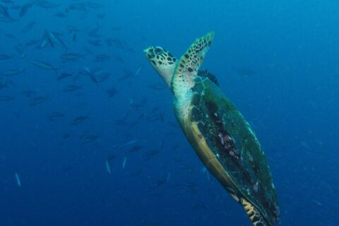 Uma tartaruga marinha subindo na diagonal no azul, com as nadadeiras dianteiras erguidas e o casco escuro coberto de algas, diante de um cardume de peixes-fuzileiros à esquerda.