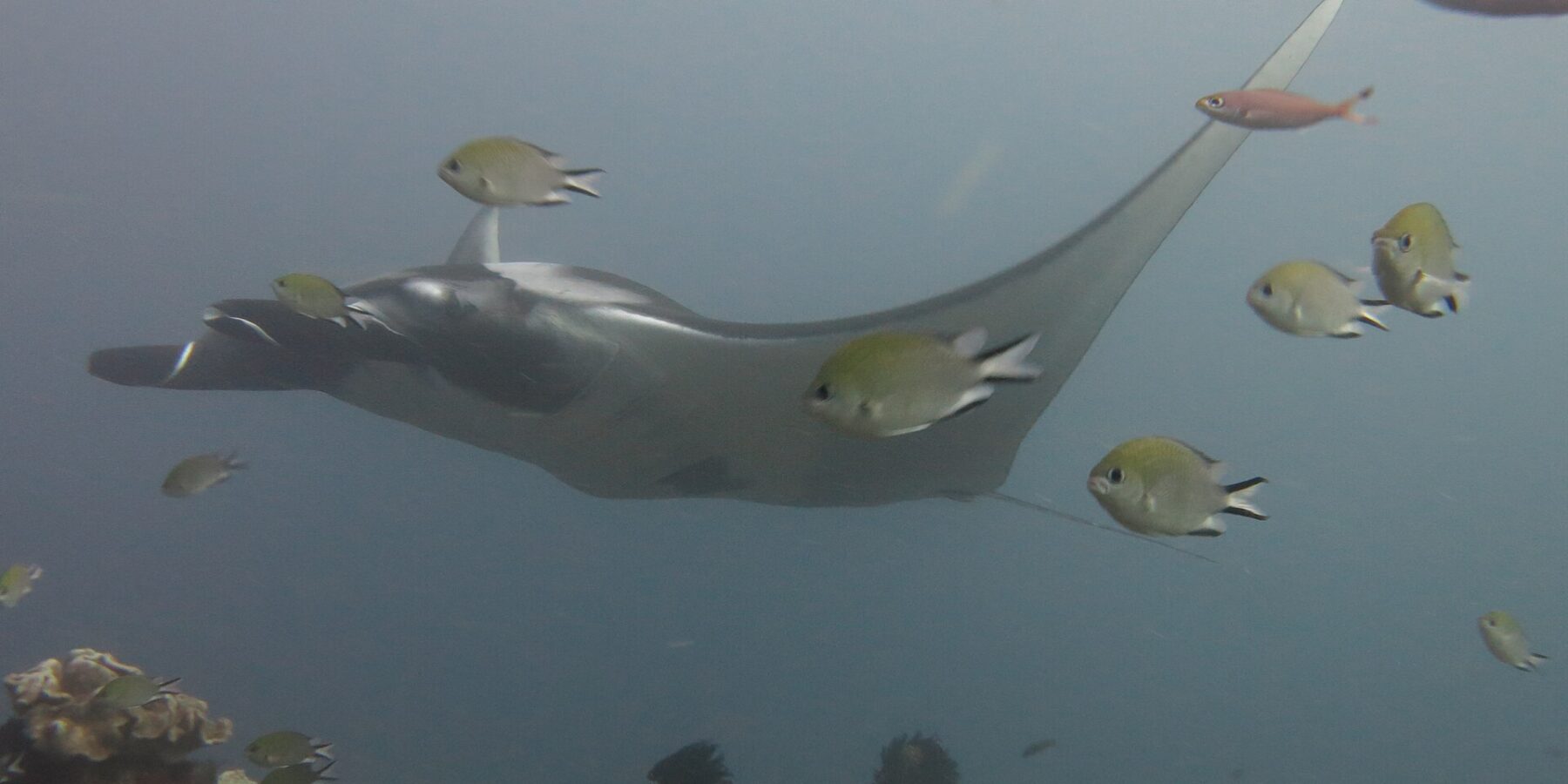 Uma raia-manta cinza deslizando para a esquerda sobre um recife de corais-couro, cercada de donzelas em primeiro plano, numa água azul-acinzentada.