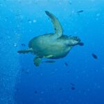 Uma tartaruga-verde nadando para a direita em águas abertas azuis, com duas rêmoras amareladas sob o plastrão, ao lado de uma coluna de bolhas de mergulhadores e peixinhos.