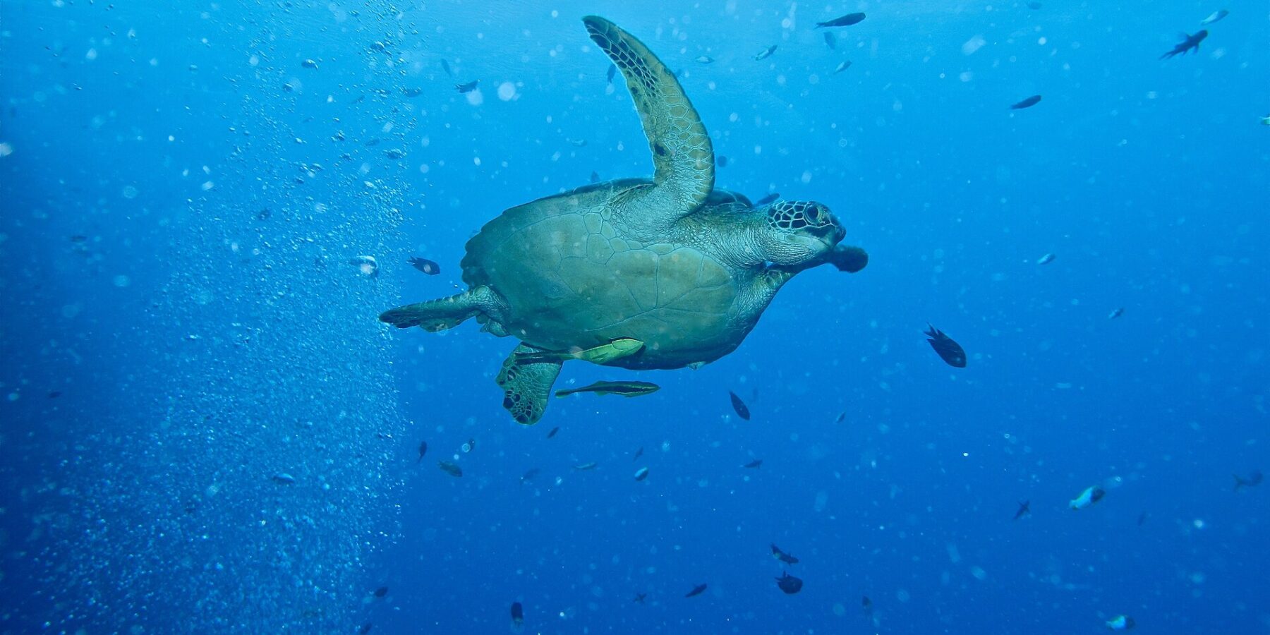 Uma tartaruga-verde nadando para a direita em águas abertas azuis, com duas rêmoras amareladas sob o plastrão, ao lado de uma coluna de bolhas de mergulhadores e peixinhos.