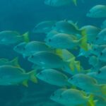 Um cardume denso de vermelhos-amarelos de nadadeiras amarelo-vivo, vistos de perfil numa água azul-esverdeada, no recife de Cabo Pulmo