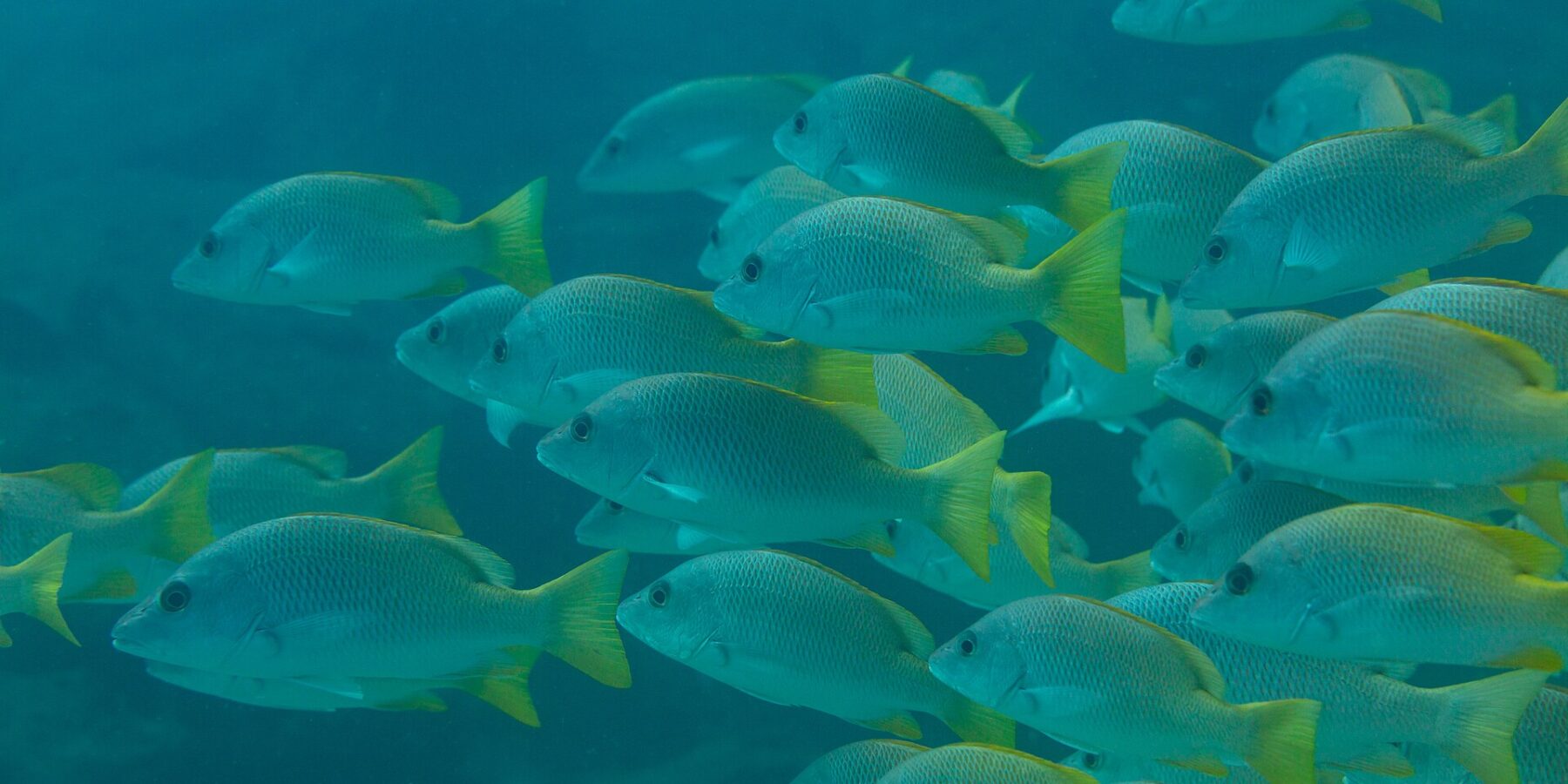 Um cardume denso de vermelhos-amarelos de nadadeiras amarelo-vivo, vistos de perfil numa água azul-esverdeada, no recife de Cabo Pulmo