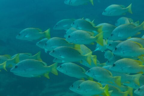Um cardume denso de vermelhos-amarelos de nadadeiras amarelo-vivo, vistos de perfil numa água azul-esverdeada, no recife de Cabo Pulmo
