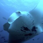 Uma raia-manta-de-recife vista de baixo, bem de perto, a barriga branca manchada de preto e as nadadeiras cefálicas desenroladas, cercada de peixes no azul