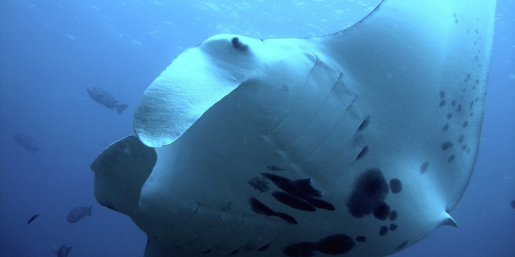 Uma raia-manta-de-recife vista de baixo, bem de perto, a barriga branca manchada de preto e as nadadeiras cefálicas desenroladas, cercada de peixes no azul