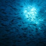 Um imenso cardume de peixes em silhueta, visto de baixo contra a luz do sol que cintila sob a superfície, numa água azul profunda.