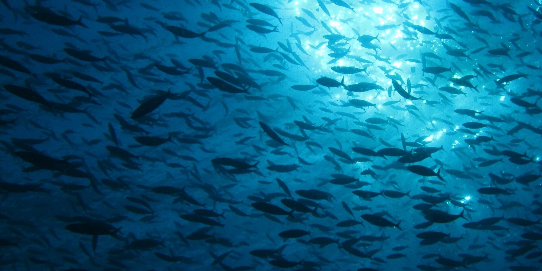 Um imenso cardume de peixes em silhueta, visto de baixo contra a luz do sol que cintila sob a superfície, numa água azul profunda.