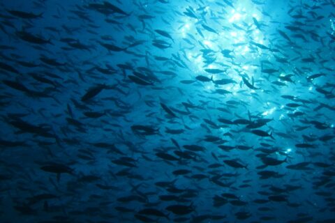 Um imenso cardume de peixes em silhueta, visto de baixo contra a luz do sol que cintila sob a superfície, numa água azul profunda.