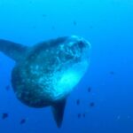 Um peixe-lua cinza salpicado de manchas claras, visto de três quartos em águas abertas azuis, com as longas nadadeiras dorsal e anal esticadas, cercado de peixinhos de recife.
