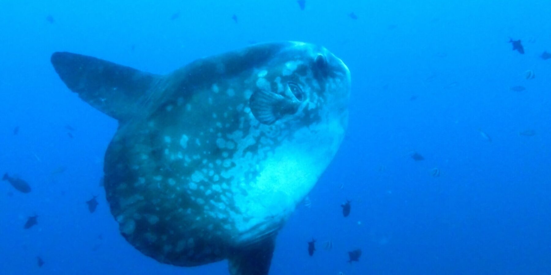 Um peixe-lua cinza salpicado de manchas claras, visto de três quartos em águas abertas azuis, com as longas nadadeiras dorsal e anal esticadas, cercado de peixinhos de recife.