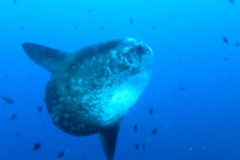 Um peixe-lua cinza salpicado de manchas claras, visto de três quartos em águas abertas azuis, com as longas nadadeiras dorsal e anal esticadas, cercado de peixinhos de recife.