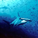 Um tubarão-martelo-recortado nada em direção à lente na água azul, com outros dois martelos atrás dele e uma nuvem de peixinhos acima do fundo rochoso.