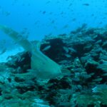 Um tubarão-zebra bege salpicado de pontos pretos nada em direção à lente rente a um recife de coral, com a longa cauda erguida, numa nuvem de peixinhos prateados, com areia branca à esquerda e a água azul acima