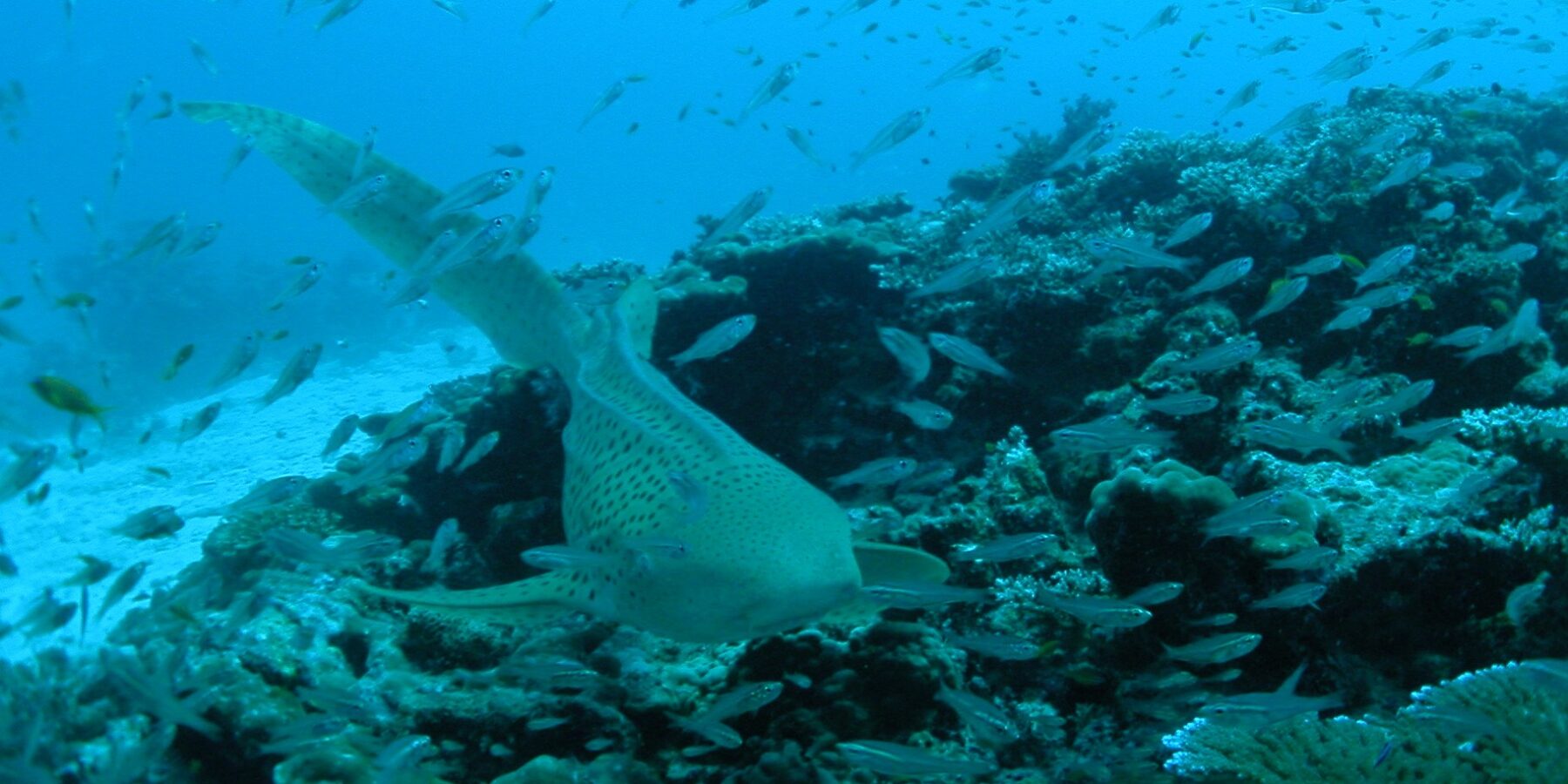 Um tubarão-zebra bege salpicado de pontos pretos nada em direção à lente rente a um recife de coral, com a longa cauda erguida, numa nuvem de peixinhos prateados, com areia branca à esquerda e a água azul acima