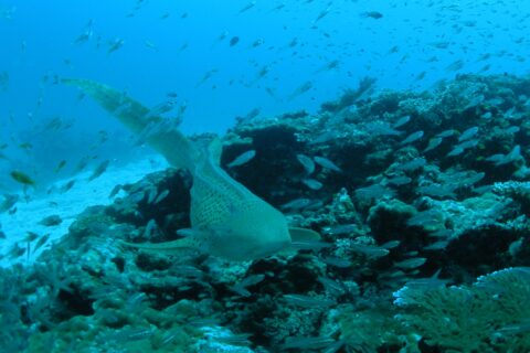 Um tubarão-zebra bege salpicado de pontos pretos nada em direção à lente rente a um recife de coral, com a longa cauda erguida, numa nuvem de peixinhos prateados, com areia branca à esquerda e a água azul acima