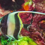 Um ídolo-mourisco listrado de preto e amarelo, com o longo filamento dorsal branco esticado, diante de uma parede coberta de esponjas e corais moles vermelhos em Hin Daeng