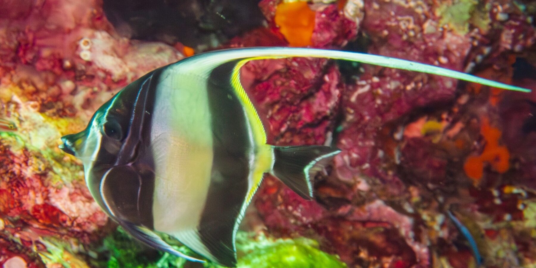 Um ídolo-mourisco listrado de preto e amarelo, com o longo filamento dorsal branco esticado, diante de uma parede coberta de esponjas e corais moles vermelhos em Hin Daeng