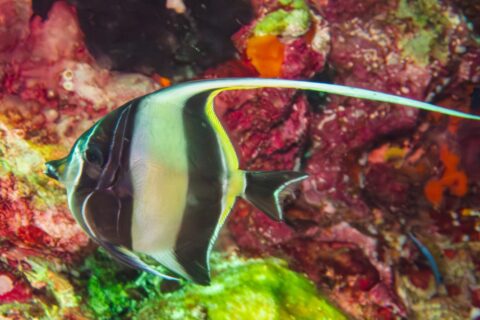 Um ídolo-mourisco listrado de preto e amarelo, com o longo filamento dorsal branco esticado, diante de uma parede coberta de esponjas e corais moles vermelhos em Hin Daeng