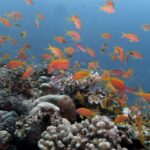 Uma nuvem de anthias laranja acima de um recife de corais duros, numa água azul clara