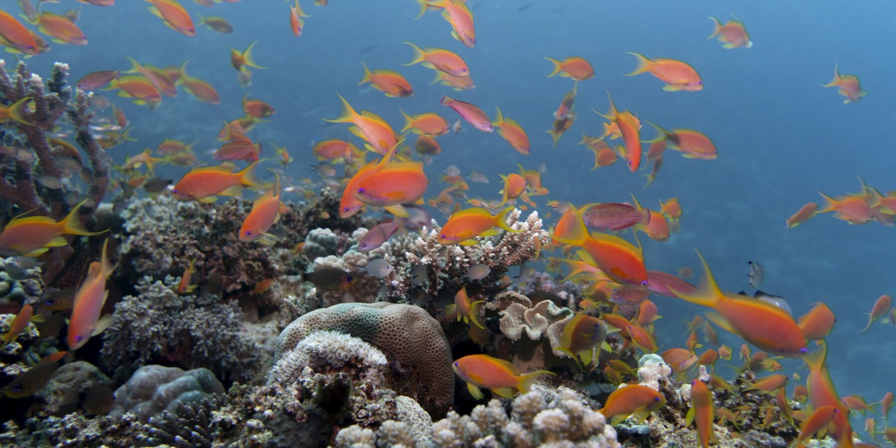 Uma nuvem de anthias laranja acima de um recife de corais duros, numa água azul clara