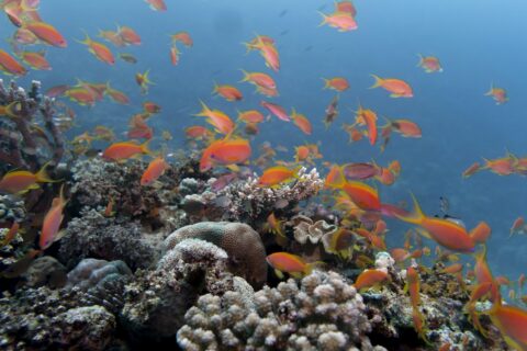 Uma nuvem de anthias laranja acima de um recife de corais duros, numa água azul clara