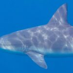 Close de perfil de um tubarão-cabeça-chata nadando para a esquerda, focinho curto e arredondado, fendas branquiais e dorsal larga, com o dorso cinza riscado de reflexos de sol sobre um fundo azul uniforme.