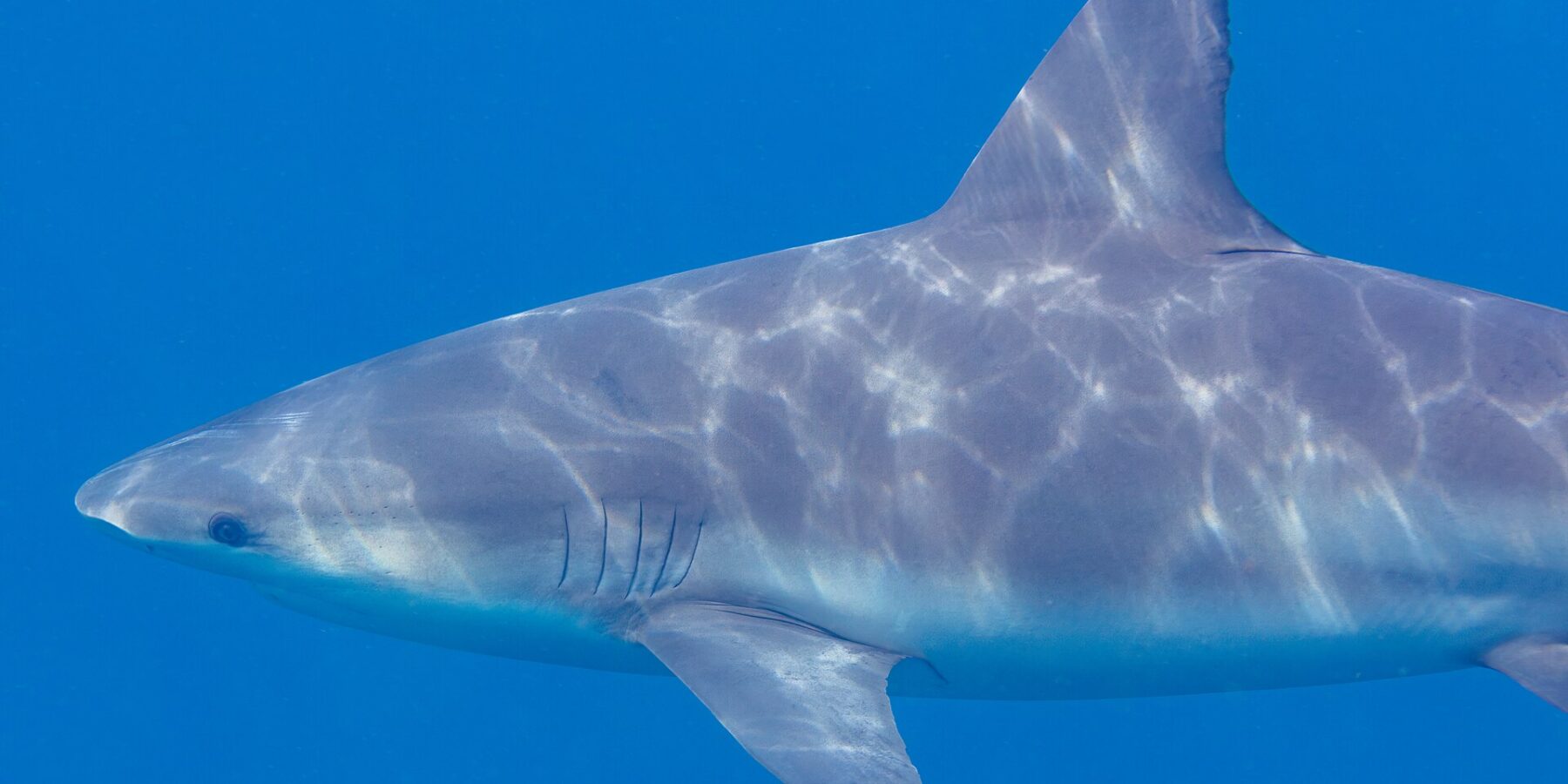 Close de perfil de um tubarão-cabeça-chata nadando para a esquerda, focinho curto e arredondado, fendas branquiais e dorsal larga, com o dorso cinza riscado de reflexos de sol sobre um fundo azul uniforme.