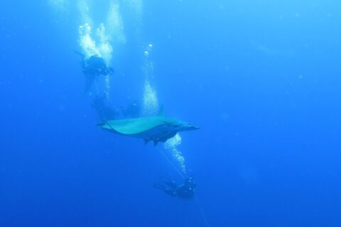 Uma raia-mobula passa entre mergulhadores presos ao cabo do barco, no azul profundo do Banco Princesa Alice