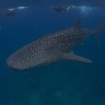 Um tubarão-baleia pintado de branco nada sob três praticantes de snorkel na superfície, em água azul-escura