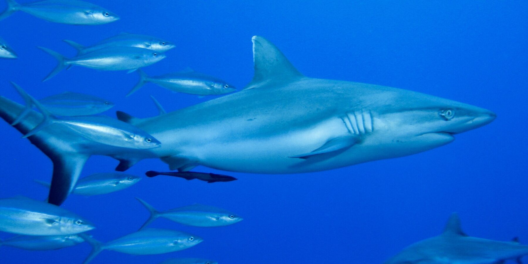 Um tubarão-cinzento-de-recife visto de perfil, com uma rêmora sob a barriga, nada no azul ao lado de um cardume de peixes prateados, com um segundo tubarão embaixo, à direita.