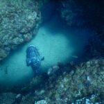 Uma grande garoupa-batata cinza marmorizada de preto, vista de cima, pousada na areia clara de um corredor entre duas paredes rochosas cobertas de coral, no meio de uma nuvem de peixinhos prateados