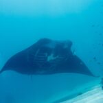 Uma raia-manta-de-recife vista de frente, com a barriga branca e as fendas branquiais visíveis, passa acima da areia numa água azul-esverdeada, com peixinhos no recife à direita