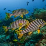 Um grupo de peixes-lábio-doce-orientais listrados de preto e amarelo, com nadadeiras amarelas de pintas pretas, parados acima do recife diante de anêmonas e peixes-porco