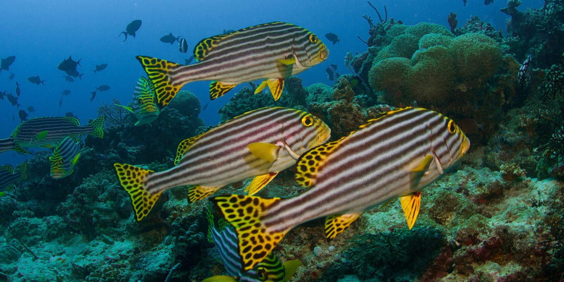 Um grupo de peixes-lábio-doce-orientais listrados de preto e amarelo, com nadadeiras amarelas de pintas pretas, parados acima do recife diante de anêmonas e peixes-porco