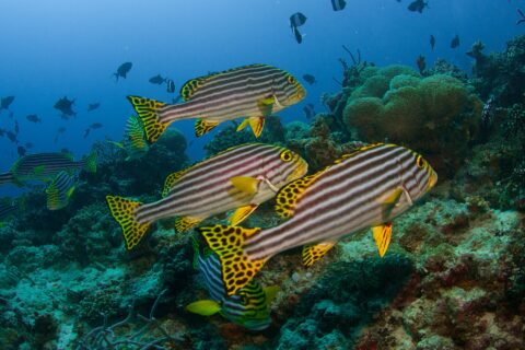 Um grupo de peixes-lábio-doce-orientais listrados de preto e amarelo, com nadadeiras amarelas de pintas pretas, parados acima do recife diante de anêmonas e peixes-porco