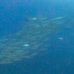 Um cardume fechado de barracudas prateadas, vistas de lado numa água azul profunda, fotografado no Mar Vermelho, em Ras Mohammed